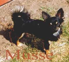 Musse